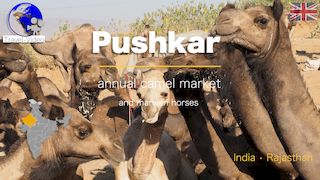Pushkar, camel and Marwari horse market • Gypsy dances and music • Rajasthan, India 